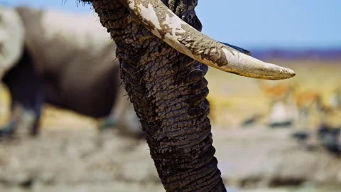 Close-Up of African Elephant Eye and Skin Texture Stock Footage 272809933