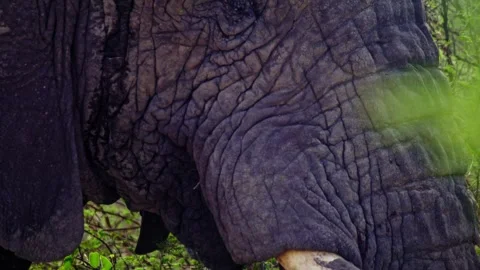 Close-Up of African Elephant Eye and Skin Texture Video stock 274351908