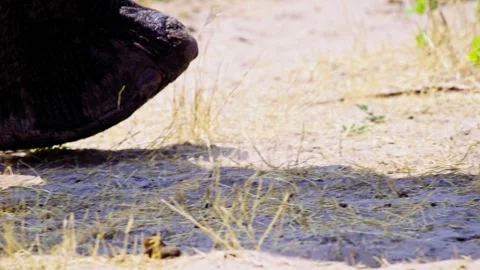 Close-Up of African Elephant Eye and Skin Texture Stock Footage 274367204