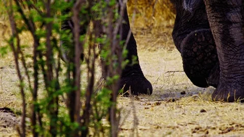 Close-Up of African Elephant Eye and Skin Texture Stock Footage 274371853