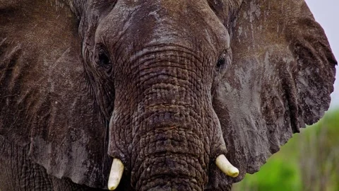 Close-Up of African Elephant Eye and Skin Texture Stock Footage 274381306