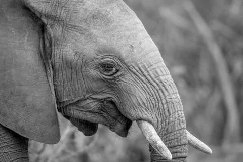 Close up of an African elephant. Stock Photos