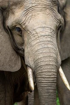 Close up of an African elephant. Stock Photos
