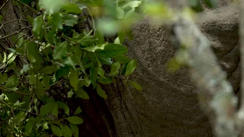 Close up of African elephant rubbing rugged skin against tree branches in Kenya Stock-Footage 331334622