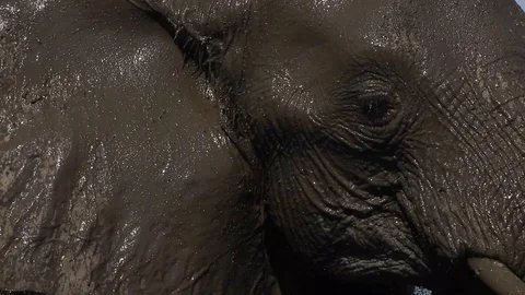 Close up of African Elephant splashing in the Mud Stock Footage 117593754