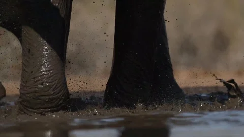 Close up of African Elephant splashing mud with foot and trunk Stock Footage 117598639