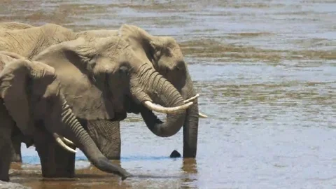 Close up of african elephants drinking from the mara river Stock Footage 69241979