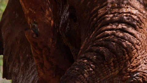 Close up of an african elephant's head scratching itself over a tree Stock Footage 256908985