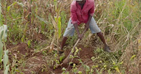 Close up of african  Farmer Stock Footage 185975428