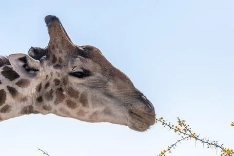 Close-up of an african Giraffe Foto stock