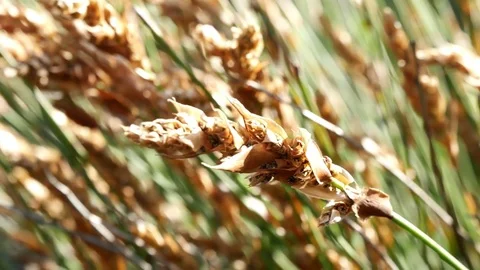 Close up of a African grass with seed heads Vidéo 80646312