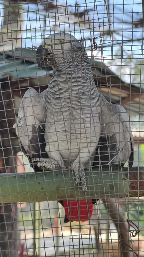 Close-up of an African Grey Parrot inside a wire cage Stockbeeldmateriaal 344744515