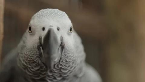Close up of an African Grey Parrots head inquisitive as the head tilts Stock Footage 309082012