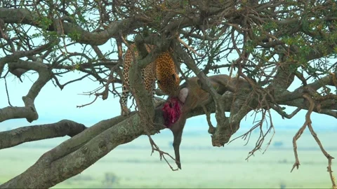 Close up of an African leopard eating Stock Footage 145569844