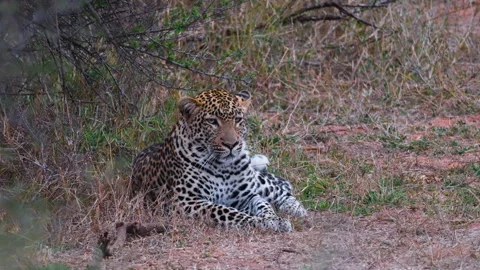 Close Up Of African Leopard Lying On The Ground Under The Bush In Africa. Stock Footage 252058218