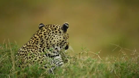 Close up of African leopard relaxing and yawning in the Savannah. Stock-Footage 331296504