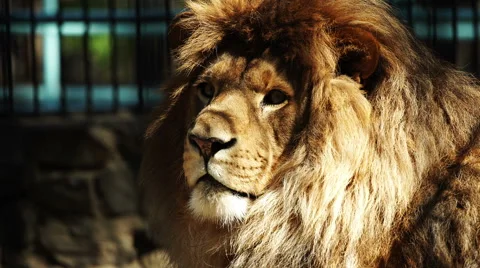 Close up of an African lion Vídeo Stock 53315006