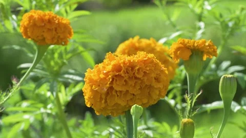 Close up of african marigold -Tagetes erecta 'Clinton' Video stock 344551256