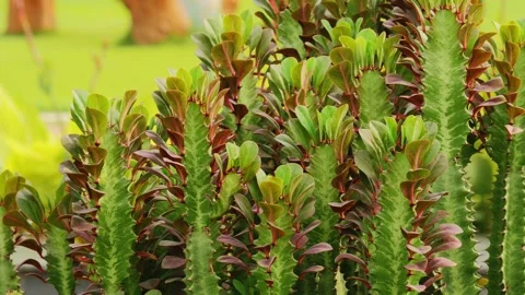 Close Up of African Milk Tree Succulent Gently Swaying in Botanical Garden Stock Footage 340974883