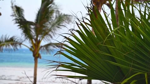 Close-up of an African palm tree against the backdrop of the beach. Tropical Stock Footage 234408627