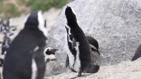 Close Up of African Penguin Shaking Off With Spread Wings, Slow Motion Stock Footage 232591025