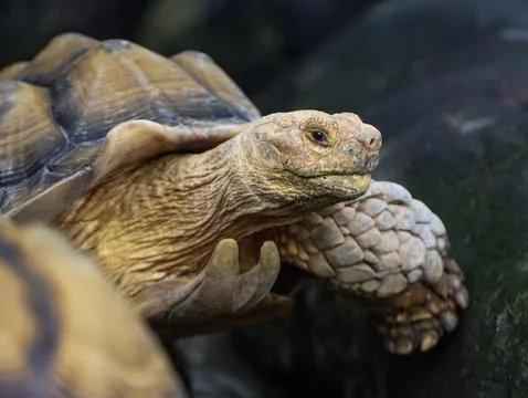Close Up of African Spurred Tortoise Crawling on Rock with Detailed Shell a.. Stock Photos