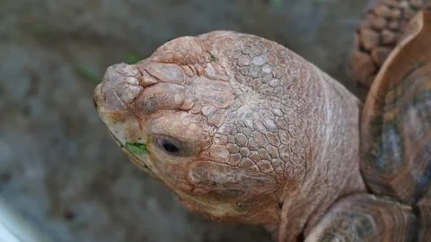 Close up of an African Spurred Tortoise Face Stock Photos