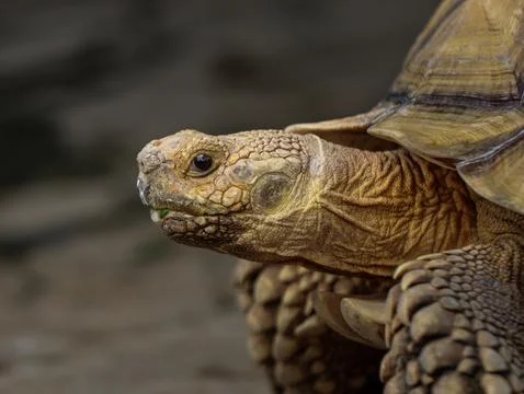 Close Up of African Spurred Tortoise Head Showing Detailed Texture and Shell Stock Photos