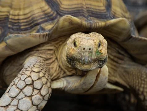 Close Up of African Spurred Tortoise Looking at Camera with Detailed Shell .. Stock Photos
