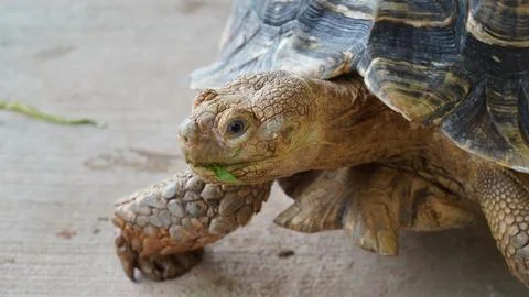Close up of an African spurred tortoise Stock Photos