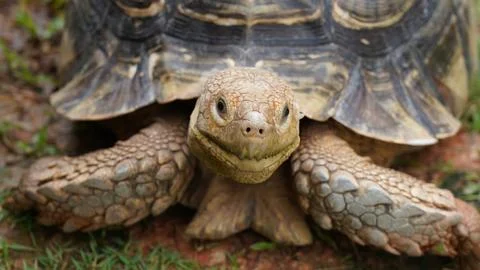 Close up of an African Spurred Tortoise Stock Photos