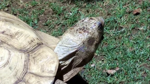 Up-Close African Spurred Tortoise with Second Tortoise Passing Bye Stock Footage 76003211