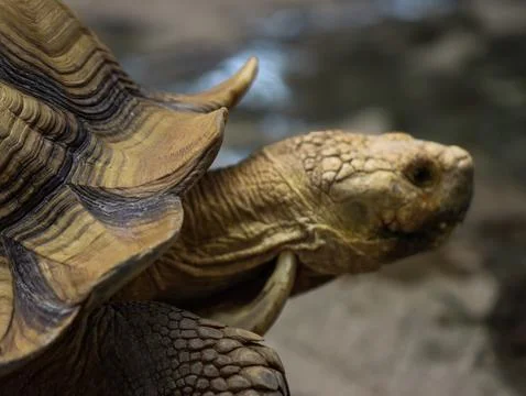 Close Up of African Spurred Tortoise Shell and Head in Natural Habitat Stock Photos