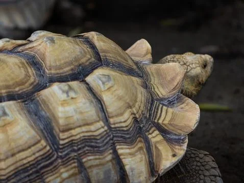 Close Up of African Spurred Tortoise Shell Texture in Natural Habitat Stock Photos