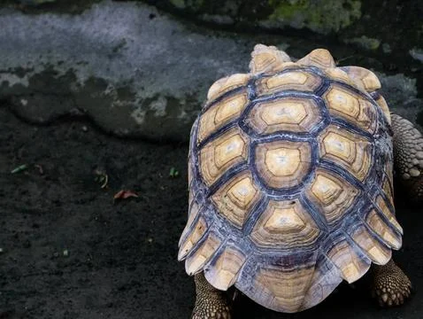 Close Up of African Spurred Tortoise Shell Pattern Stock Photos