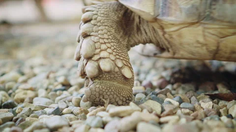 Close up of african spurred tortoise Stock Video Pond5
