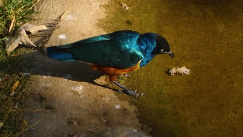 Close up of an African superb starling Stock Footage 135820915