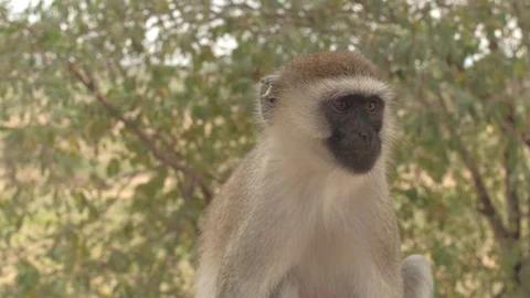 CLOSE UP: African vervet monkey sitting on wooden fence watching to steal food Stock-Footage 70868639