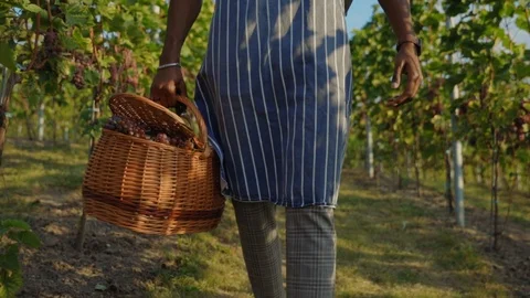 Close-up afro-american wine worker walking through harvest grapevines carrying Stock Footage 116990727