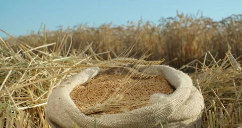 Close-up, against the background of a wheat field, the hands of a farmer take a Vídeos de archivo 133767892