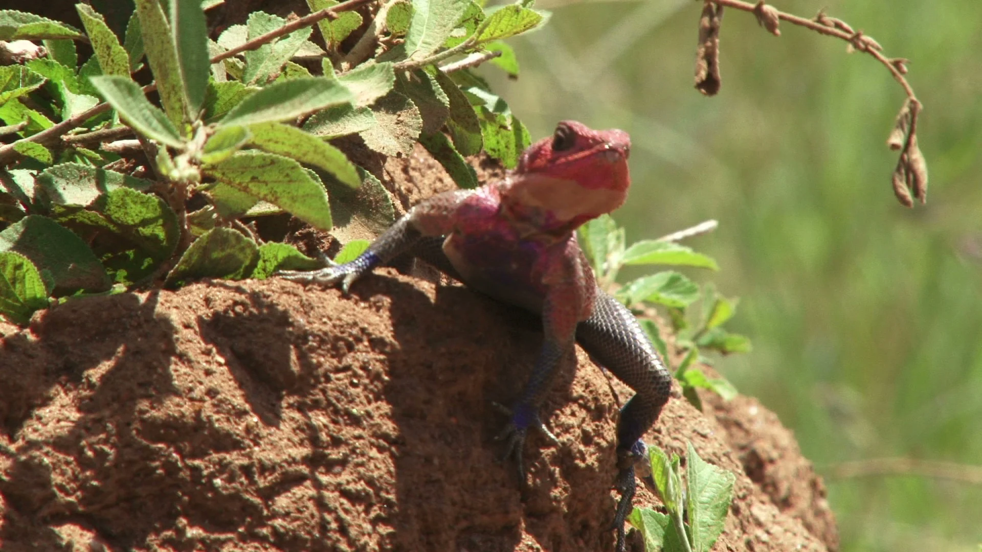 lizard eating insect