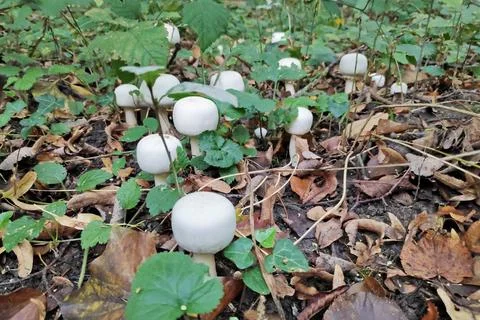 Close-up on Agaricus silvicola Stock Photos