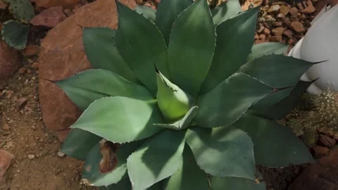 Close up of agave cactus Stock Footage 272516528