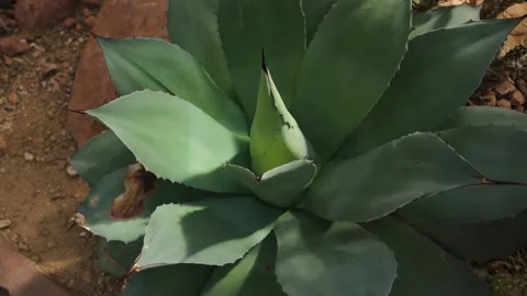 Close up of an agave cactus Stock Footage 272565812