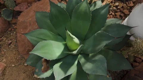 Close up agave cactus with round pan Stock Footage 272567549