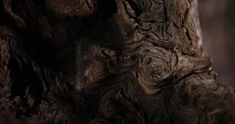 Close-up of Aged and Weathered Tree Bark Stock Footage 296159852