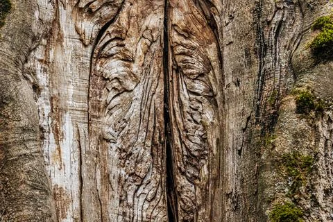 A close-up of an aged, hollow tree trunk with intricate textures and moss growth Stock Photos