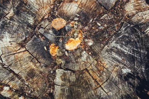 A close-up of an aged tree stump with orange mushrooms growing among cracke.. Stock Photos