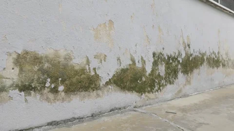 Close-up of an aged white plaster wall with peeling paint, mold and etc. Stock Footage 345871894