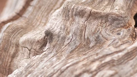 Close-up of aged wood with natural textures and patterns Stock Footage 288831048